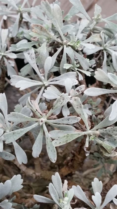 芙蓉樹照顧|芙蓉菊葉垂問題